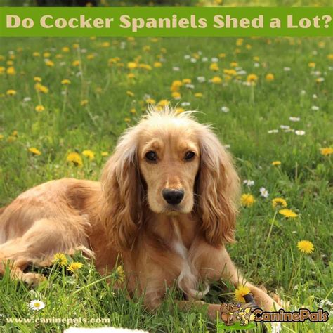 do working cocker spaniels shed.